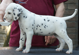 dalmaat puppy