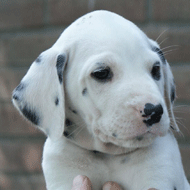 dalmaat puppy
