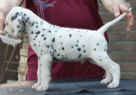 dalmaat puppy