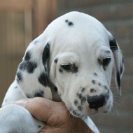 dalmaat puppy
