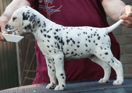 dalmaat puppy