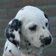 dalmaat puppy
