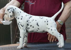 dalmaat puppy