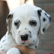 dalmaat puppy